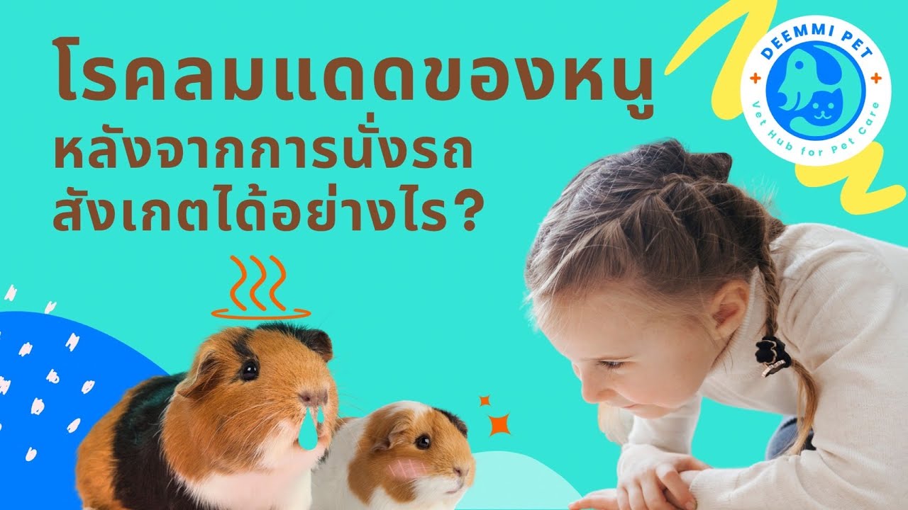 หนูแกสบี้ตายหลังนั่งรถนาน อาจเกิดจากโรคลมแดด สังเกตอย่างไร  | สัตวแพทย์ทีม Deemmi