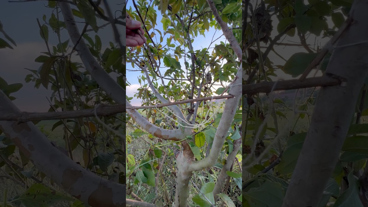 L&agrave;m bẫy chim tr&ecirc;n c&acirc;y - Amazing bird trap #shortvideo #trap #trochoituoitho #music