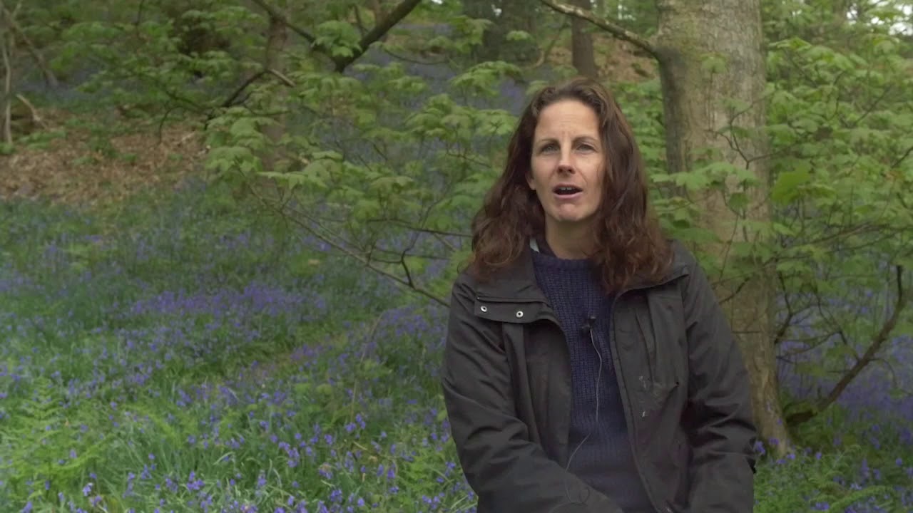 DerwentWISE - Lea Wood