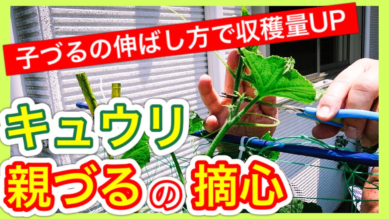 【キュウリの育て方】親づるの摘心・子づるの伸ばし方で収穫量UP　〜狭い庭で家庭菜園〜