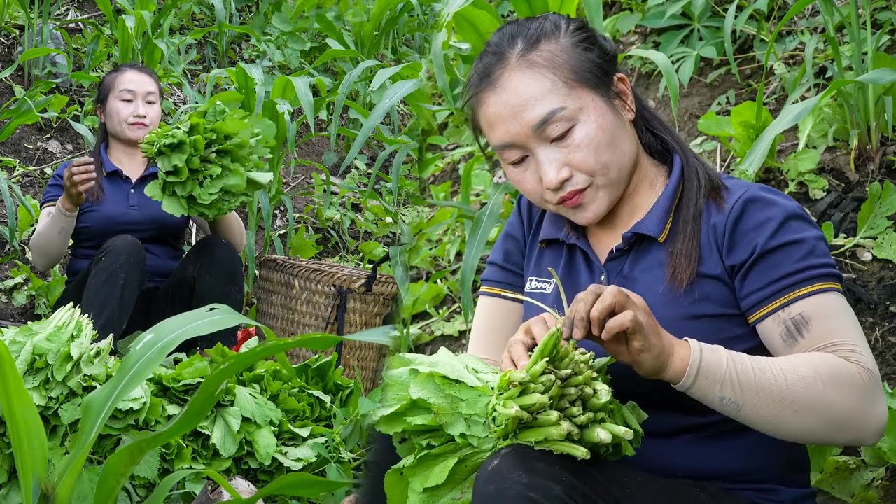 Daily Rural Harvest | Upland Vegetables Ready for the Morning Market