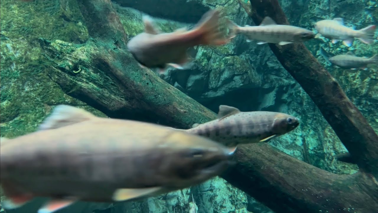 アマゴ　サツキマス　長良川上流をイメージした水槽です　【アクアトト岐阜】