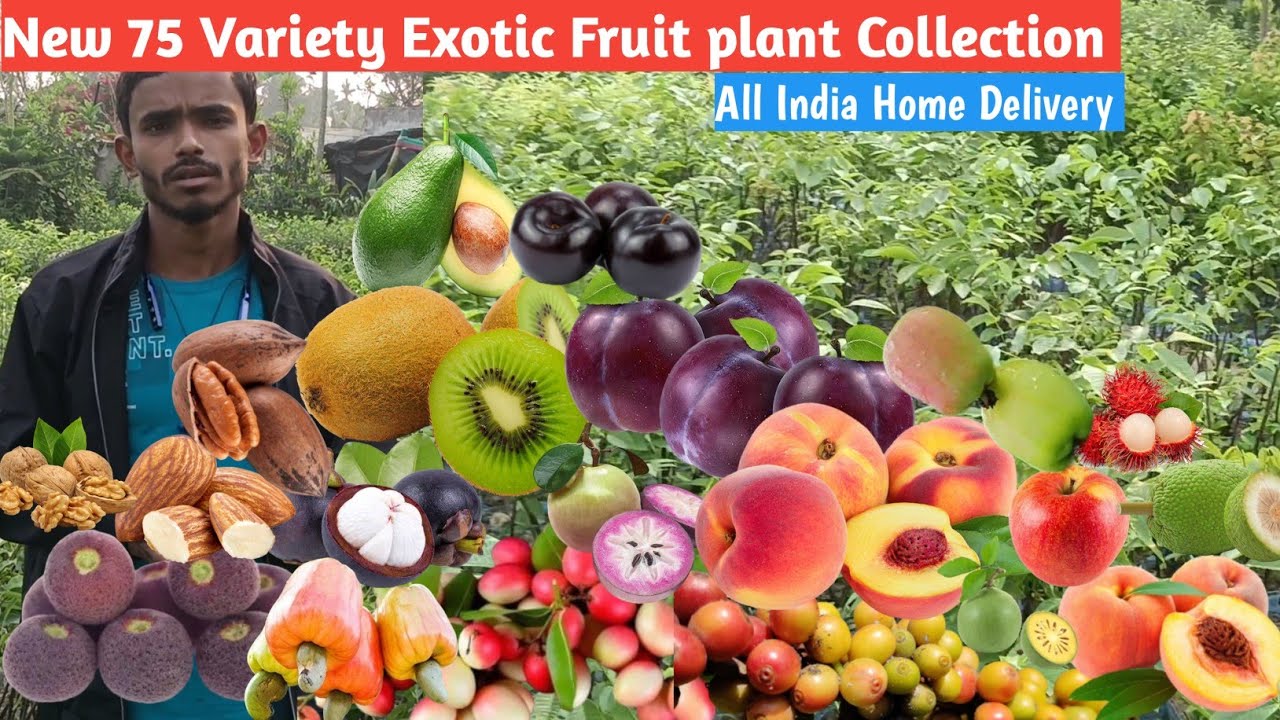 75 new exotic fruit varieties in one video /75 नई फलों की किस्में /All India Delivery/90623 49546