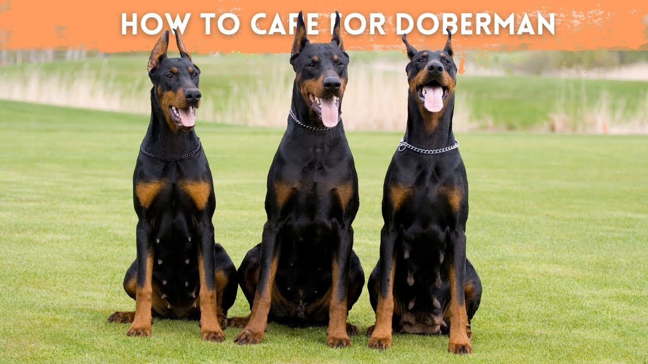Taking Care of Doberman Pinscher- Guide For Owners | Dogmal