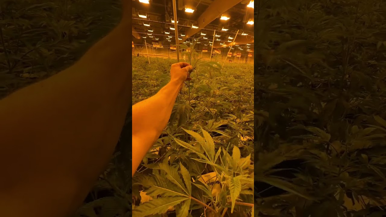 Canopy management technique ￼