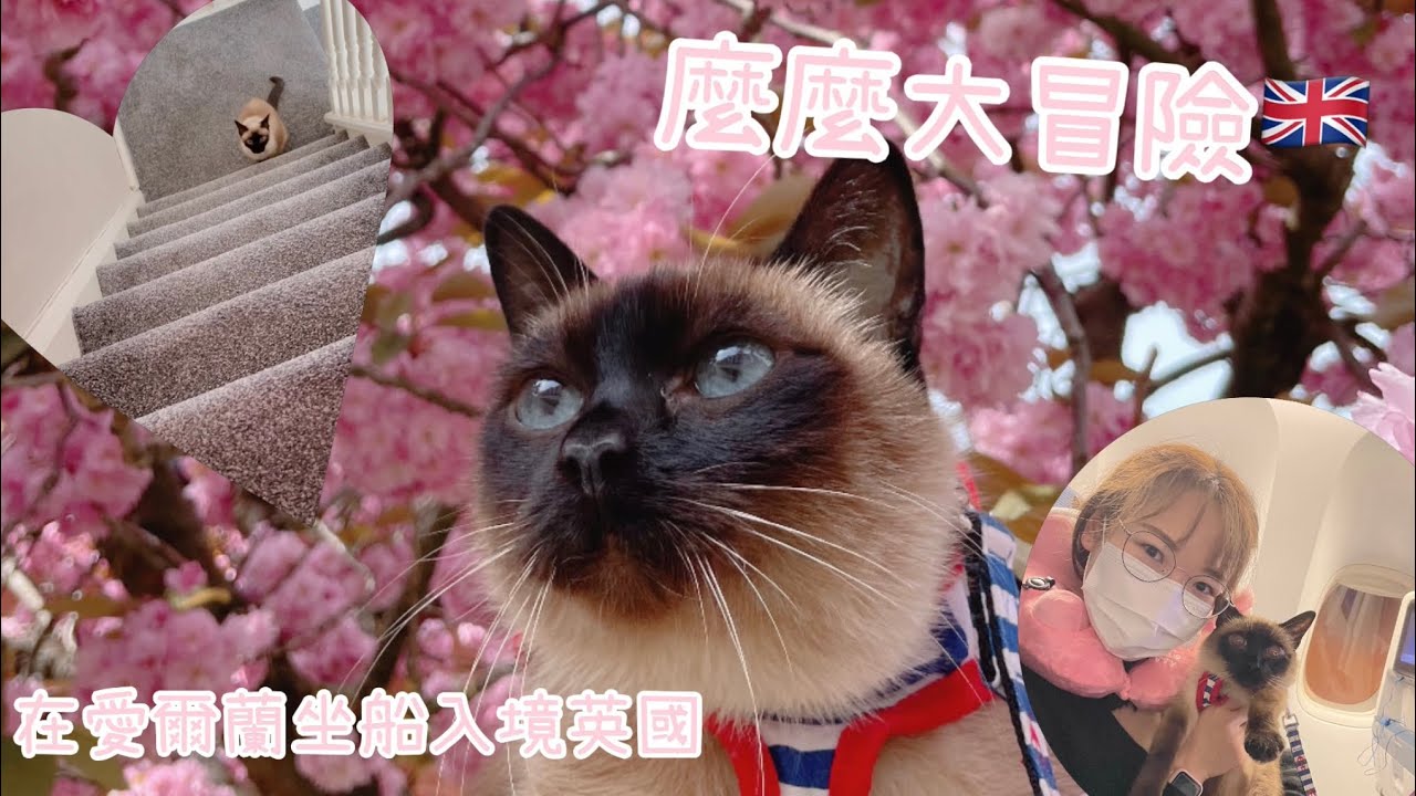 【寵物移民英國】帶13歲貓貓搭KLM Pet in cabin行愛爾蘭路線，差啲因為寵物袋被拒上機！分享路線經歷+航空公司寵物袋要求～