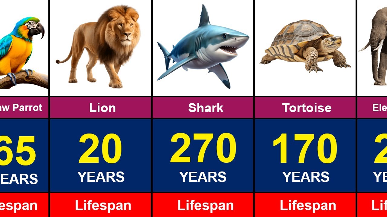 The Shortest And Longest lifespans of Animals