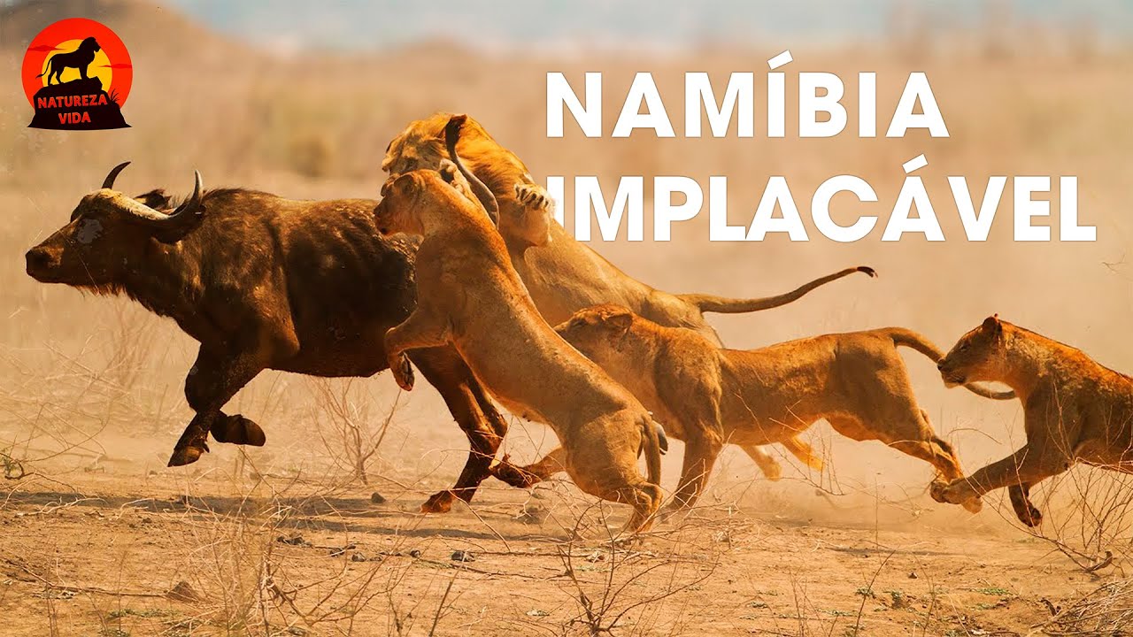 NAMÍBIA | Jornada de Sobrevivência Contra os Predadores Implacáveis | Documentários animais