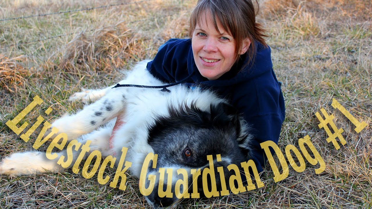 Livestock Guardian Dog Series - Meet our Guardian Dog