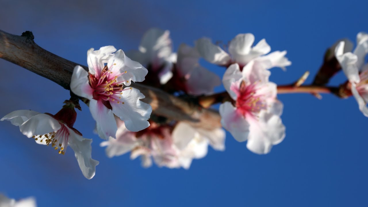 Almond Trees and Their Significance in the Bible