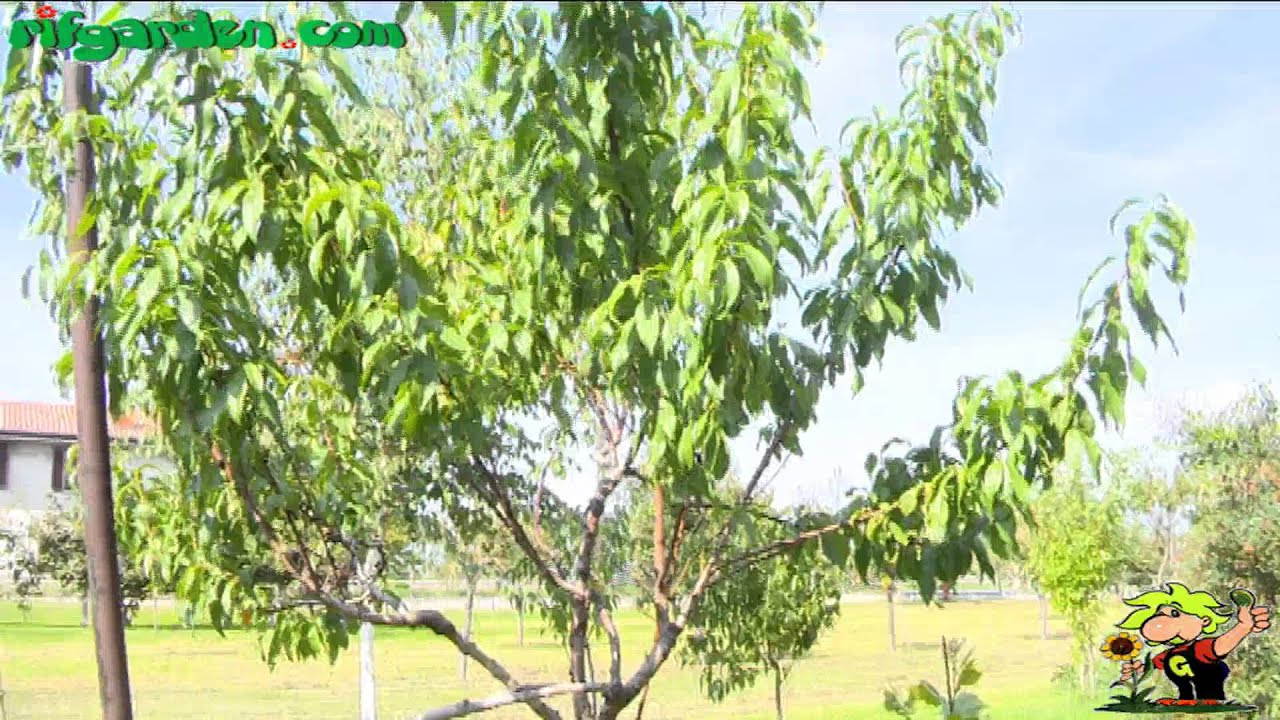 Green pruning