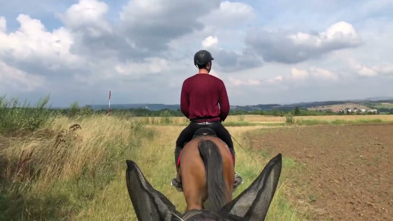 Posekaná pole a Korvín krásný a Mango veliký 🏇🏇 Cval na polích a kočka sekla po Mangovi