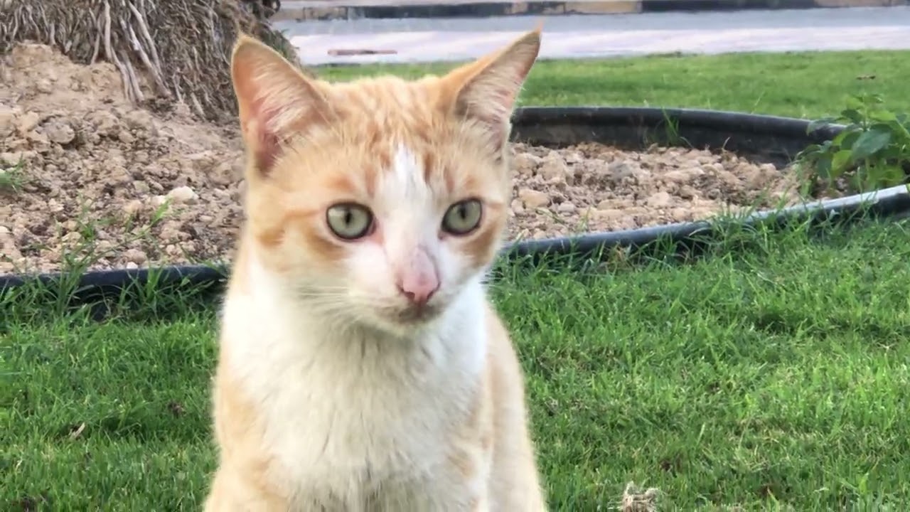 Cute cat video for cat lover || cat having fun in garden #catvideos 