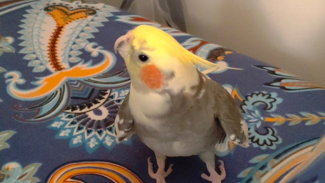 Cockatiel talking with pillow 😀🐥