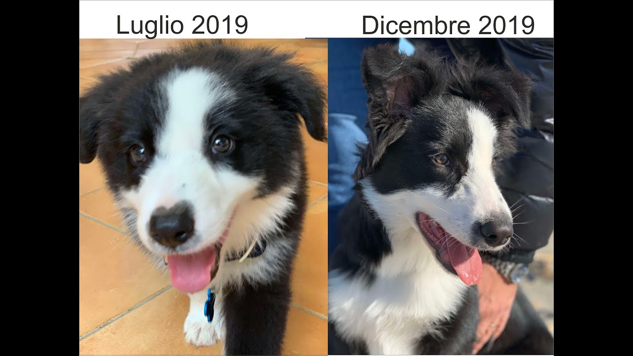 Border Collie in famiglia