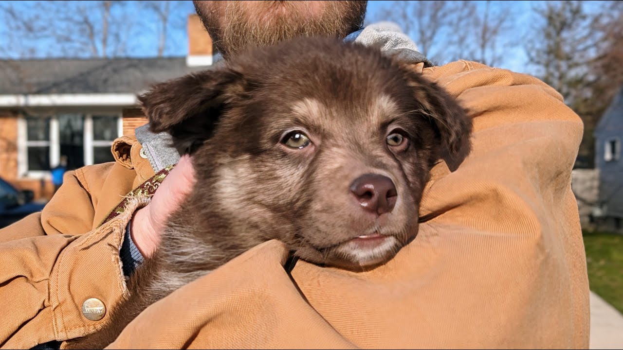 Who Does This PUPPY Belong too?