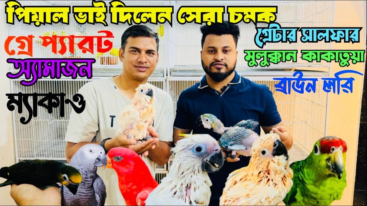 পিয়াল ভাই দিচ্ছে গ্রেটার সালফার কাকাতুয়া | মুলুক্কান কাকাতুয়া | ম্যাকাও বেবি | Mirpur 1 pakhir  hat