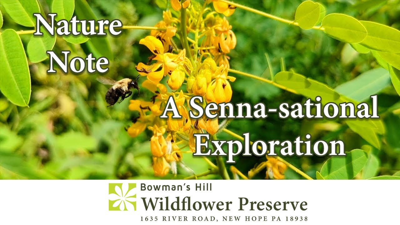 🌱A Senna-sation Exploration: Step into a World of Wild Senna🌿