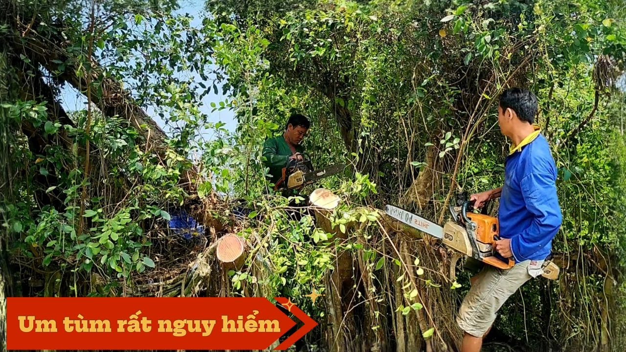 Nguy hiểm, Cưa cây Xanh dây leo um tùm / Danger, Sawing Green Trees with Overgrown Vines | T935
