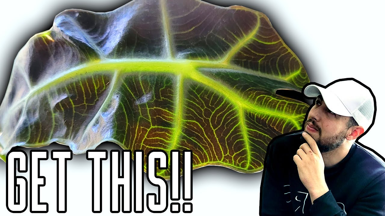 Why You Need an Alocasia Amazonica -  Plant Care & Tips