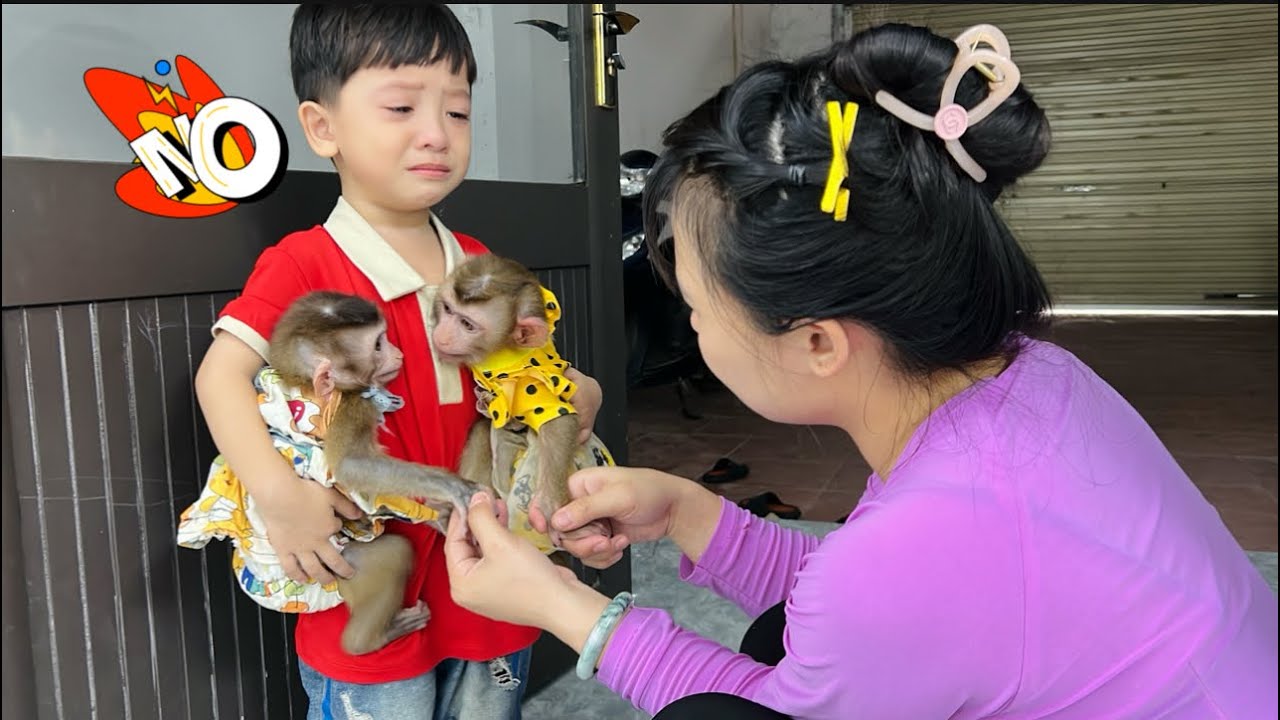 poor! monkey Diana and monkey DiDi don't want to leave baby Roma