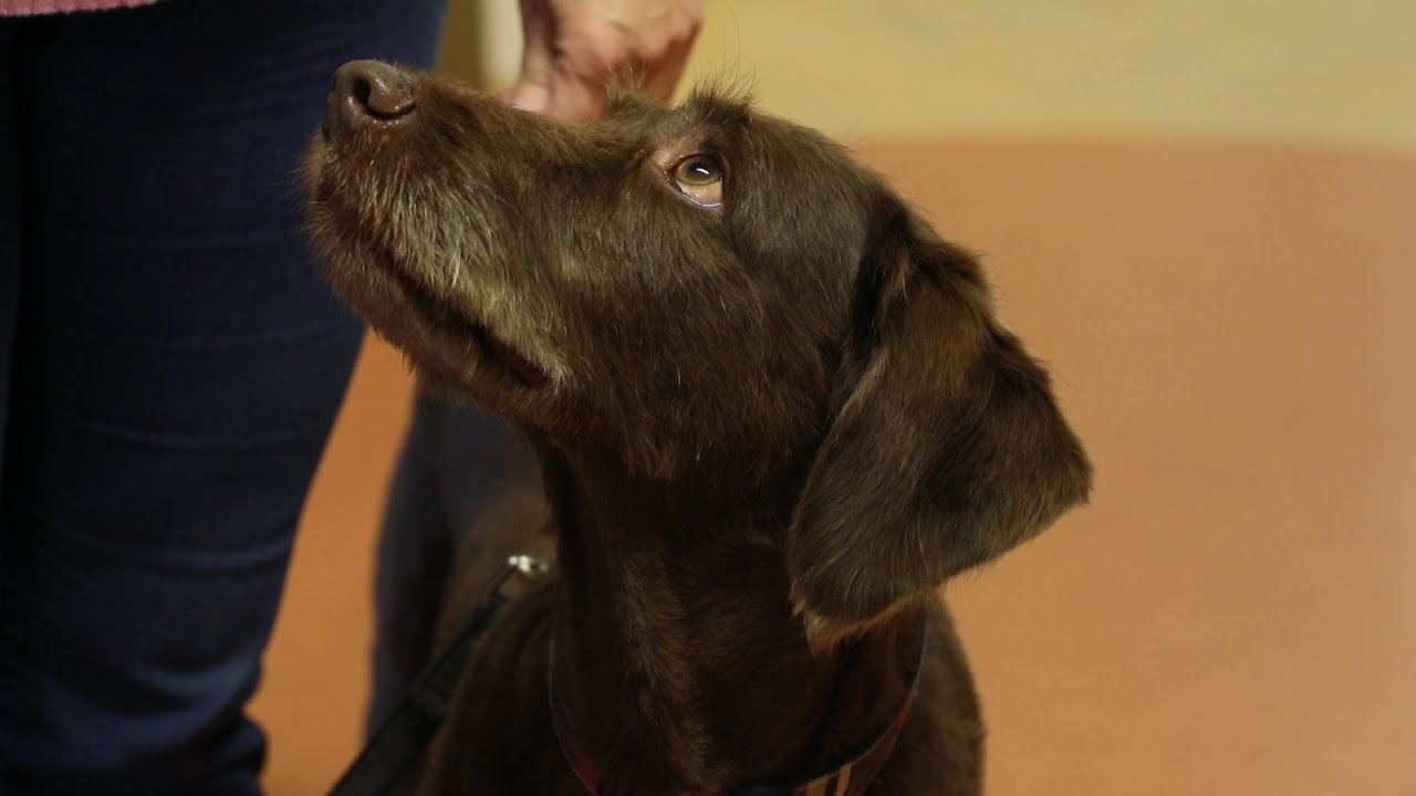 Wenn Tiere helfen: Tierbesuche im Elisabeth Hospiz Ingolstadt