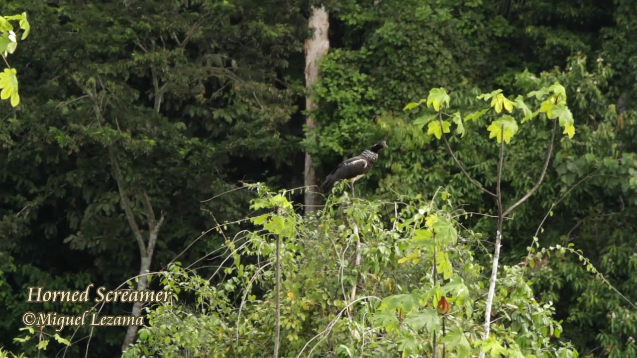 Horned Screamer - birding tours in Peru - birds of Peru