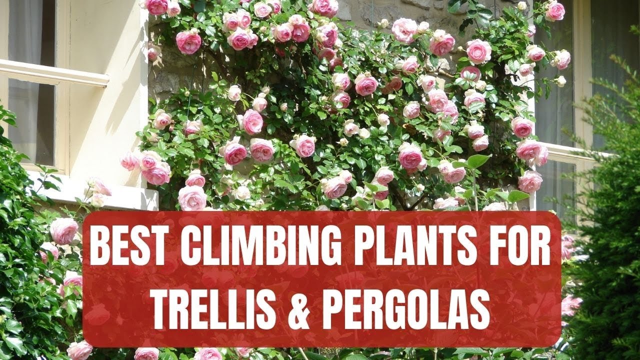 The Best Climbing Plants For Trellis, Pergolas & Wires