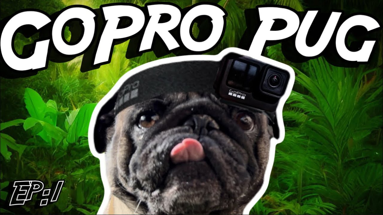 Cute Pugs Terrorize The Plant Store! GoPro Pug Adventures!