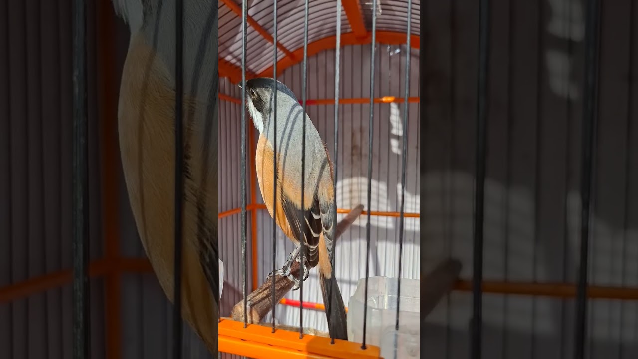 Burung cendet gacor
