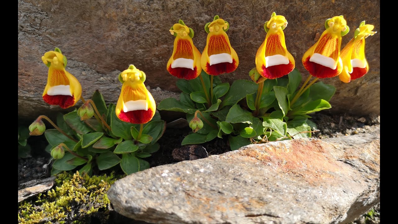 Darwin’s slipper plant from Patagonia - Calceolaria uniflora!