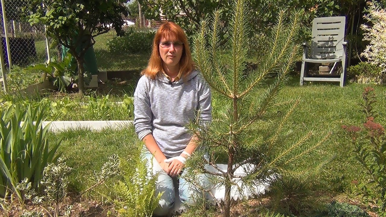 Формирование кроны сосны (ч.6).