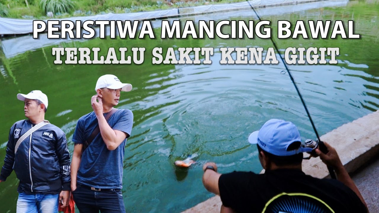 Hati2 Gigi Ikan Bawal Tajem Banget Cuys
