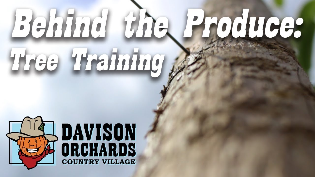 Davison Orchards -- Tree Training