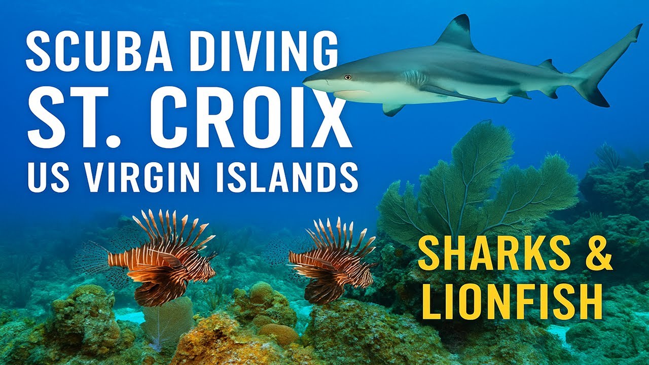 SCUBA Diving St. Croix, US Virgin Islands – Sharks, Lionfish & Epic Dive Sites