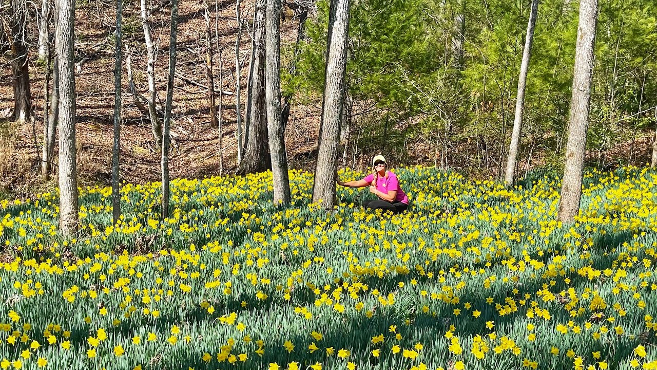 Daffodil Flats via Mountains to Sea & Leadmine Trail - Linville Gorge Wilderness - Hike Vlog 38