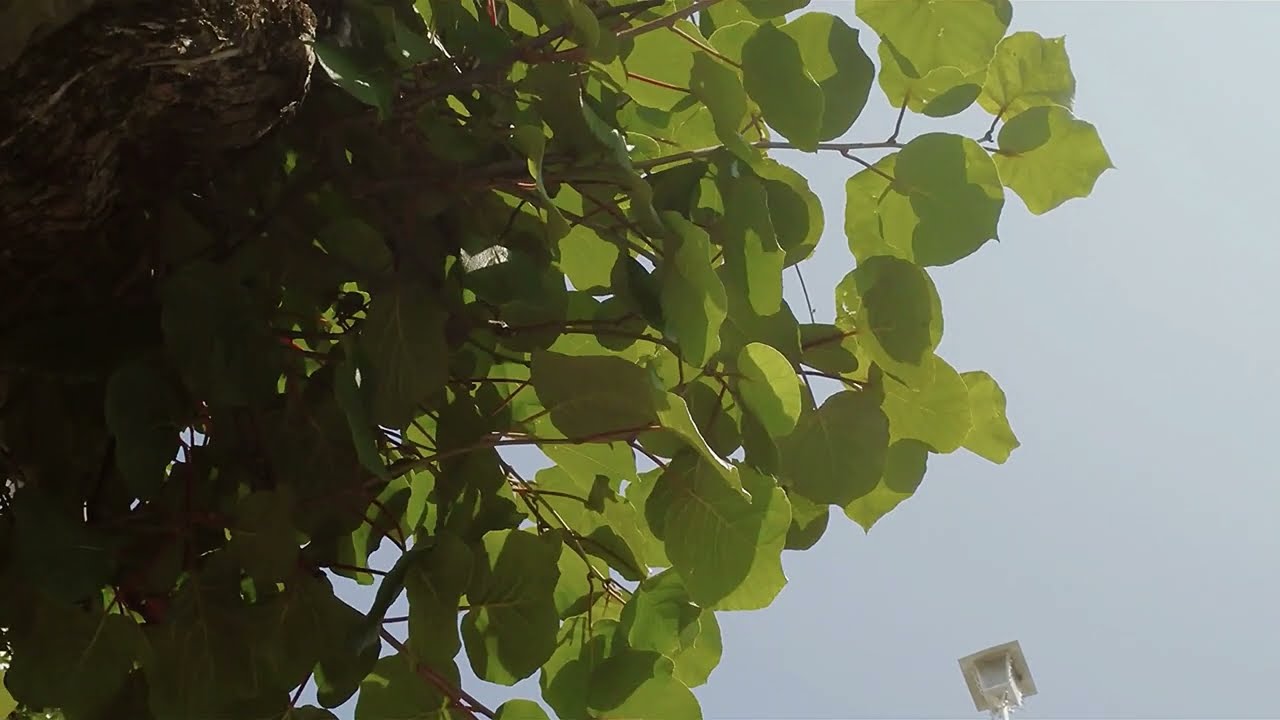 Toke - Löysin sen (visualizer)