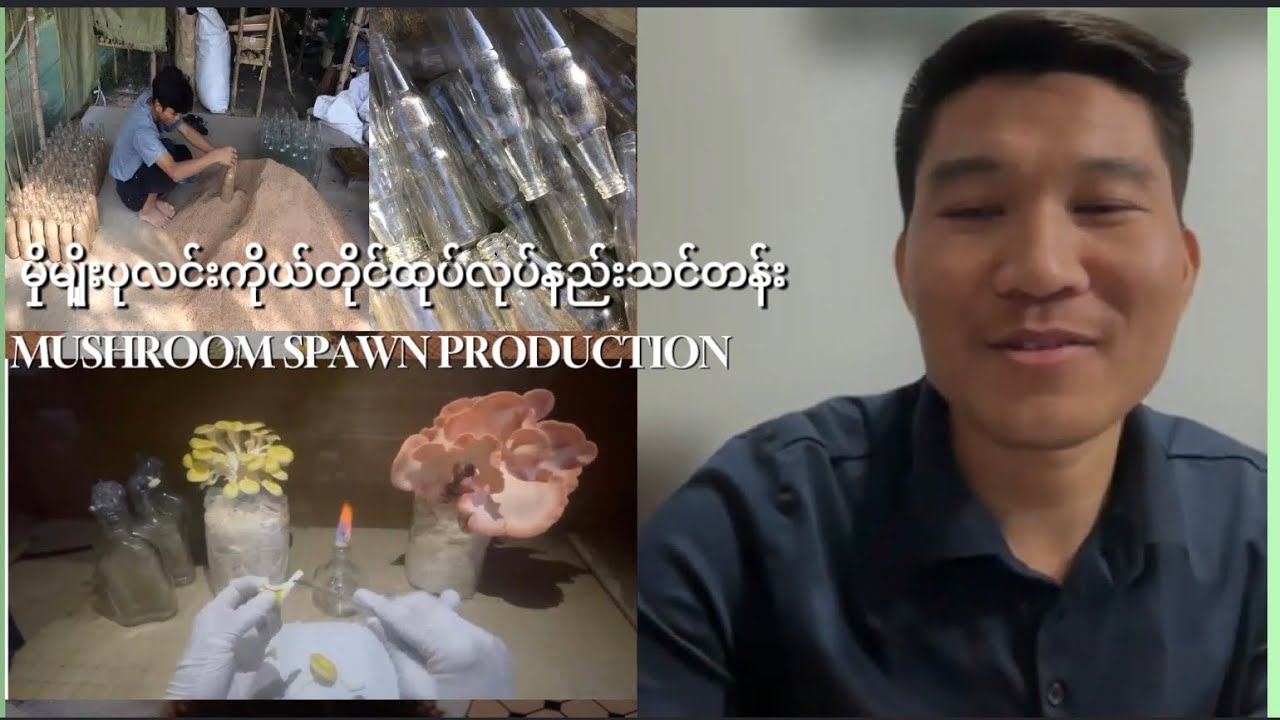 ကိုယ်တိုင်မှိုမျိုးပုလင်းထုတ်လုပ်နည်းသင်တန်း- Mushroom Spawn Production Training