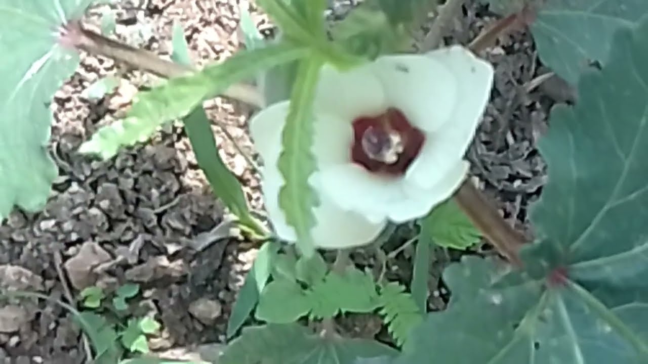 இதயம் நொறுங்கி உண்மையை உடைத்த பாரதி ( ஆதி என் புருஷன்) 2 மார்ச் 
