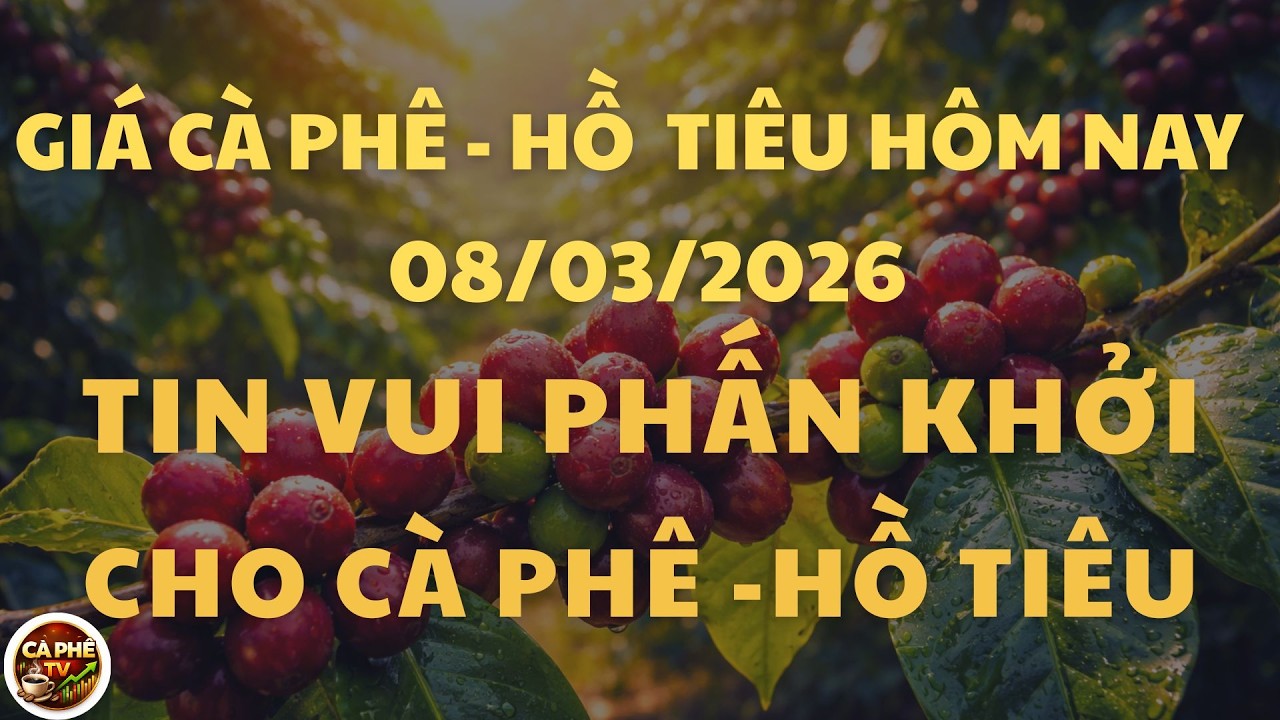Giá cà phê hôm nay ngày 8/3/2026 tiếp đà tăng thị trong nước và trên thế giới do xung đột Trung Đông