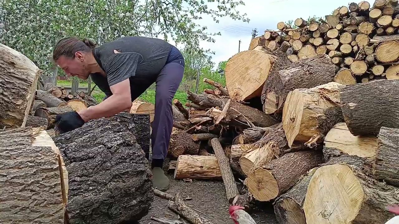 Waiting pruning for apple tree. Firewood Stacking.