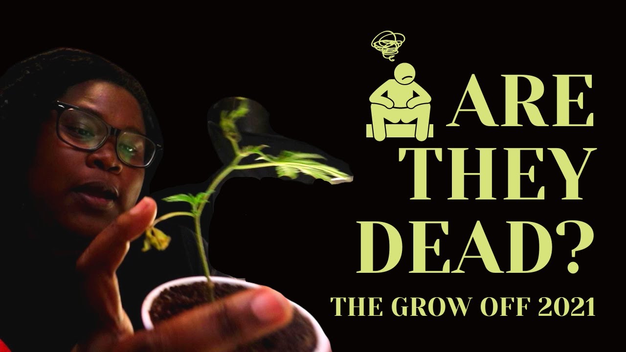 The Grow Off | Week 1