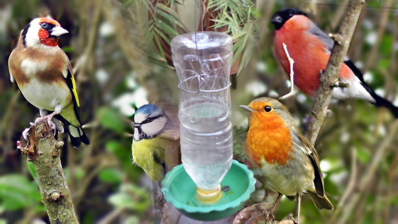 water feeder for bird cages DIY simple method , How to