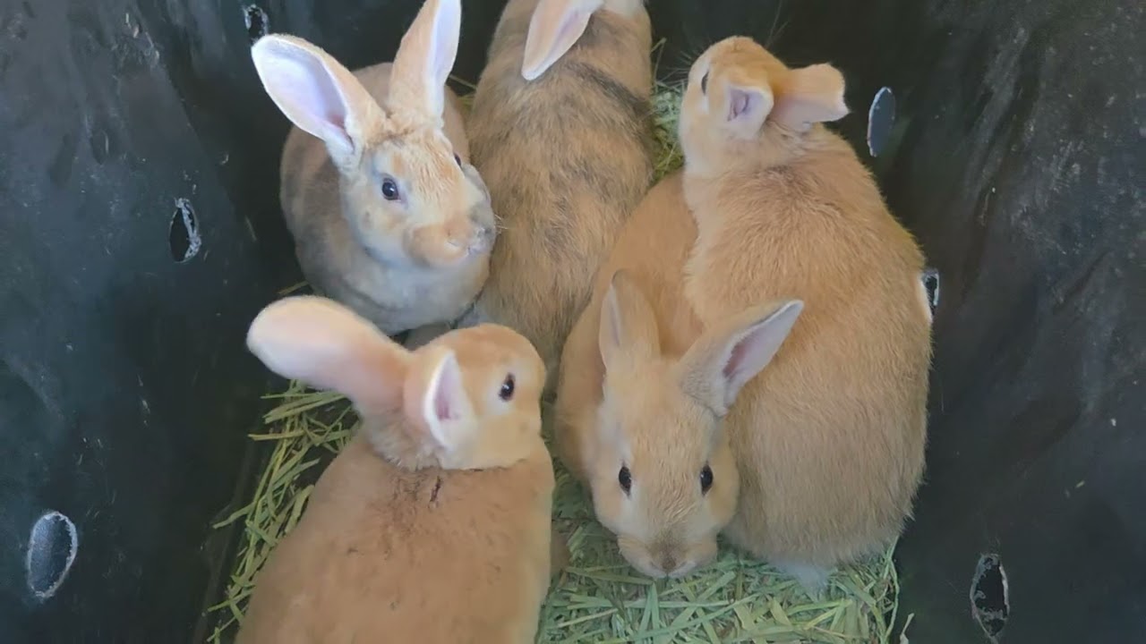 Rabbits sold #rabbits #home #homestead