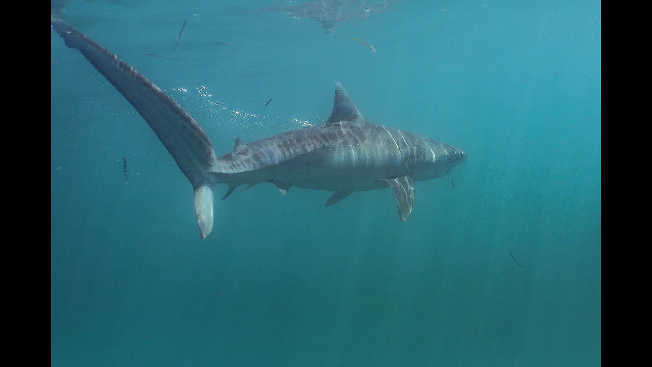 Inside A Shark Research Lab