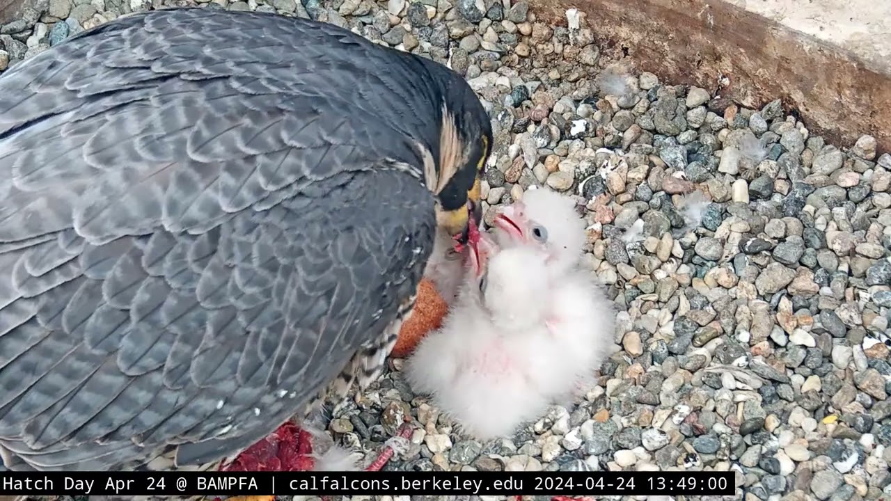 4-24-24 Lunchtime for the chicks. Fourth chick fully emerged!