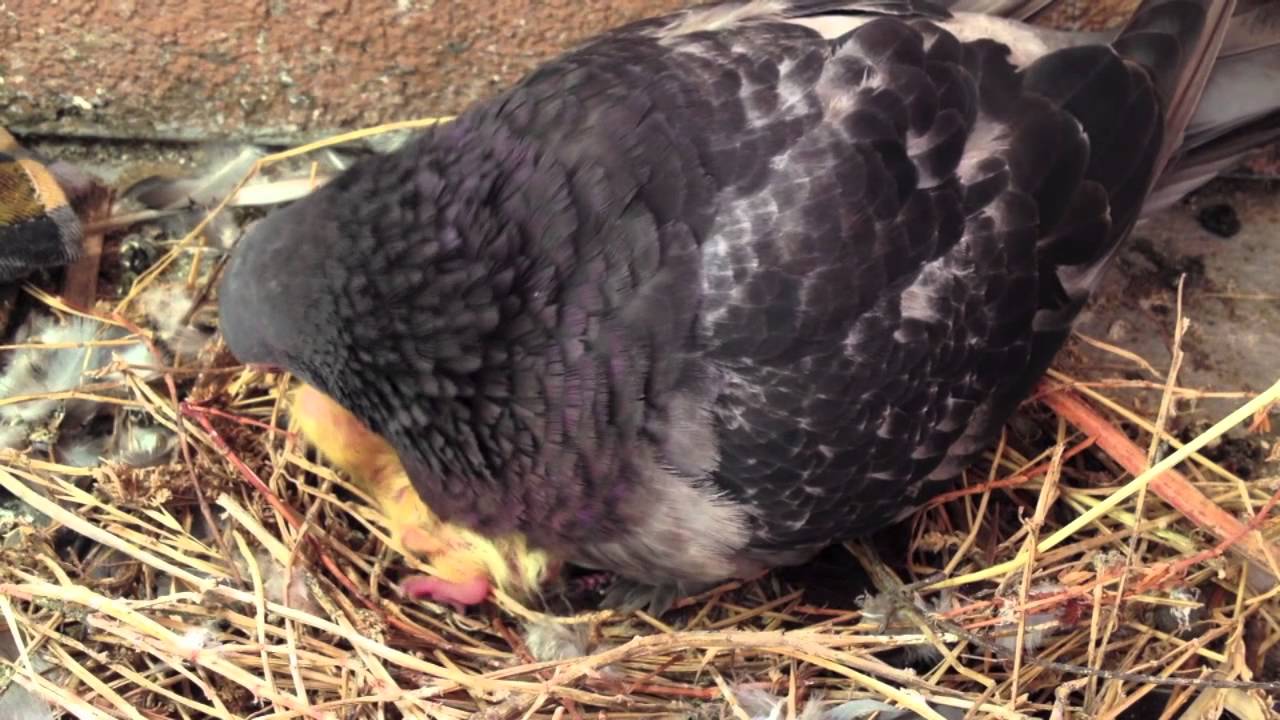 Mama Pigeon feeding Baby