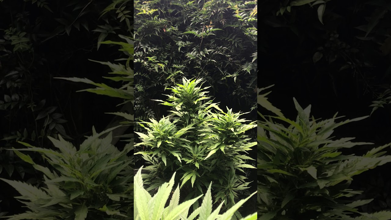 NZ outdoor grow