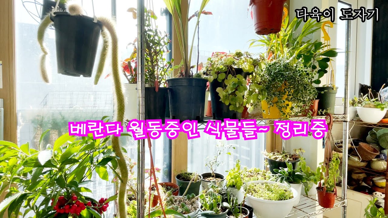 #공기정화식물 #베란다에서 월동중인 식물들소개 #꽃기린 #제라늄 #다육이로치 #떡갈고무나무 #푸미라 #스위디시아이비 #목베고니아등