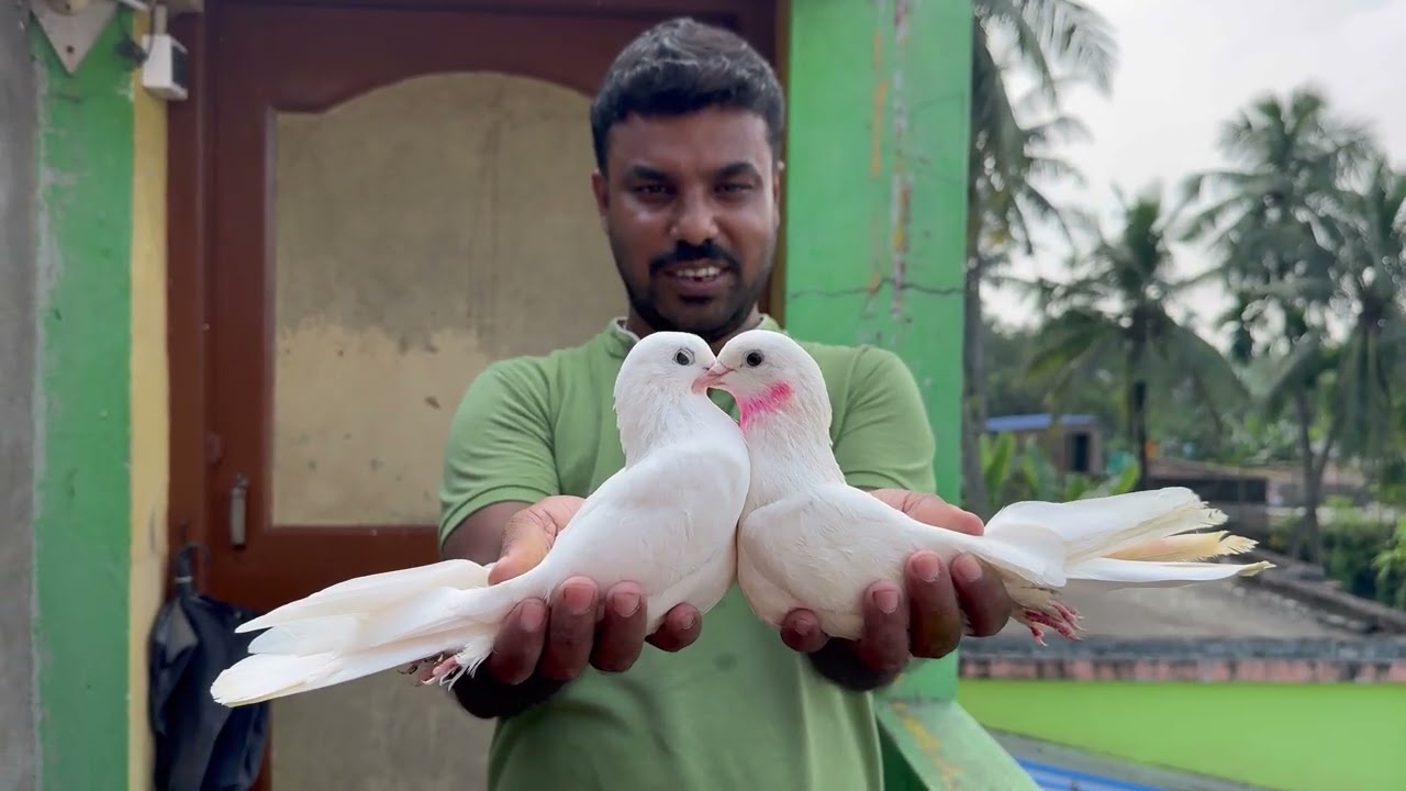 টপ কোয়ালিটি মালবাই জোড়া সেল ফুল গ্যারান্টি পায়রা 🕊️❤️ @ 9477367779